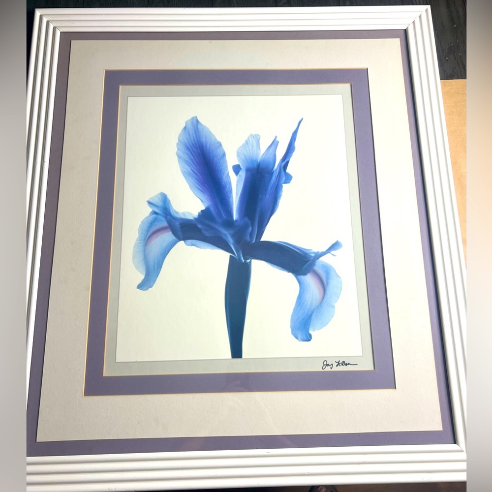 LARGE FRAMED BLUE IRIS LITHOGRAPH BY JAY LEBON